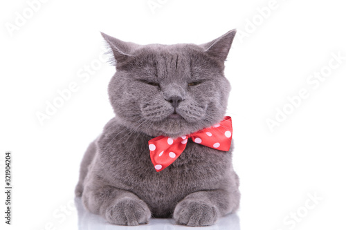Foto Tired British Shorthair cat wearing blinking