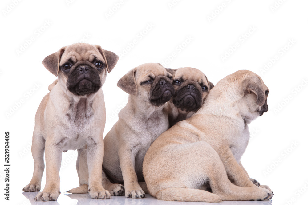 team of four cute pugs looking to side on white background