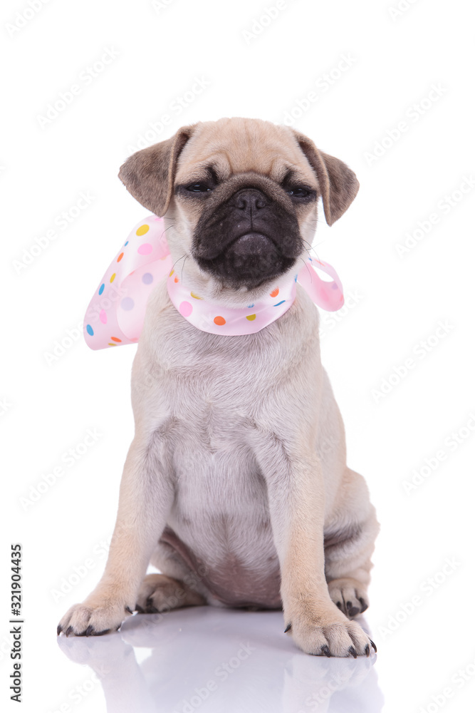 cute pug wearing pink scarf on white background