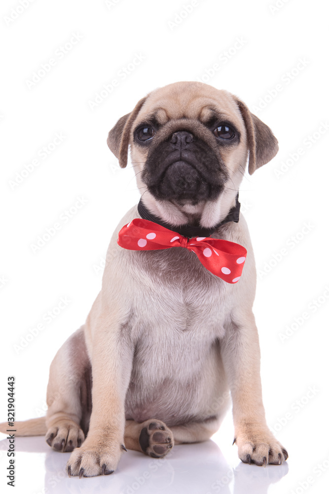adorable pug wearing polka dots bowtie on white background adorable pug wearing polka dots bowtie on white background