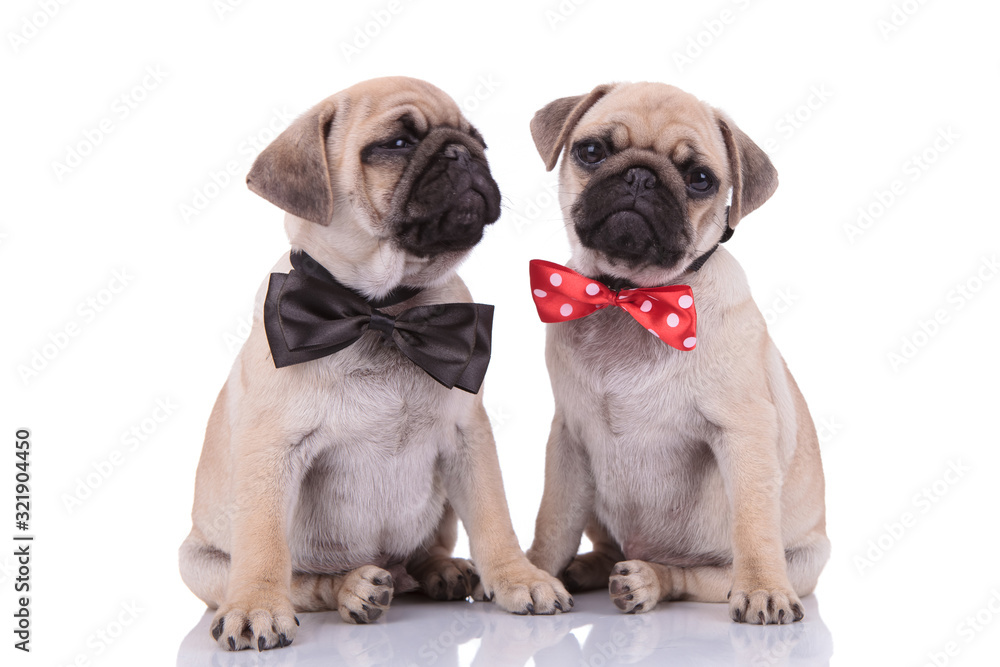 Obraz premium team of two pugs wearing bowties on white background
