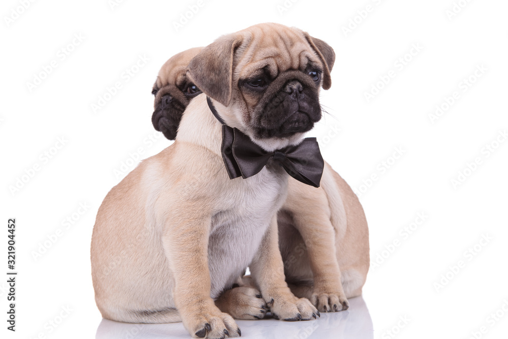 team of two pugs wearing bowtie on white background