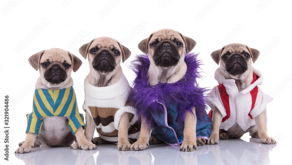 team of four pugs wearing costumes on white background