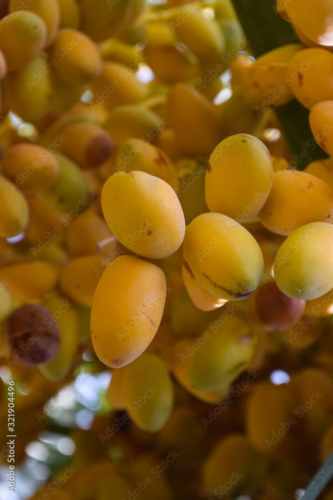 bunch of sweet fruit dates hanging in garden new season fresh food yellow bunch of sweet fruit dates hanging in garden new season fresh food yellow