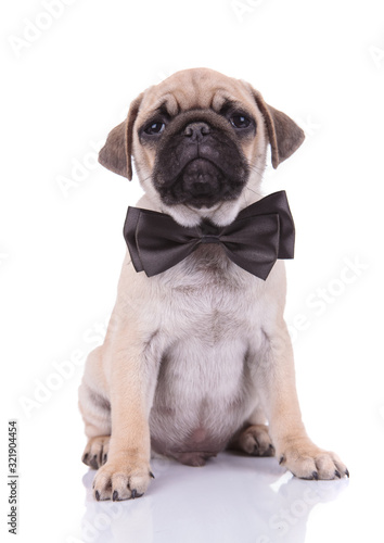 adorable pug wearing black bowtie on white background