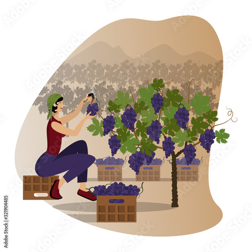 Beautiful young woman in a kerchief is harvesting black  grape using the pruning shear sitting on a box against the backdrop of vineyards and mountains
