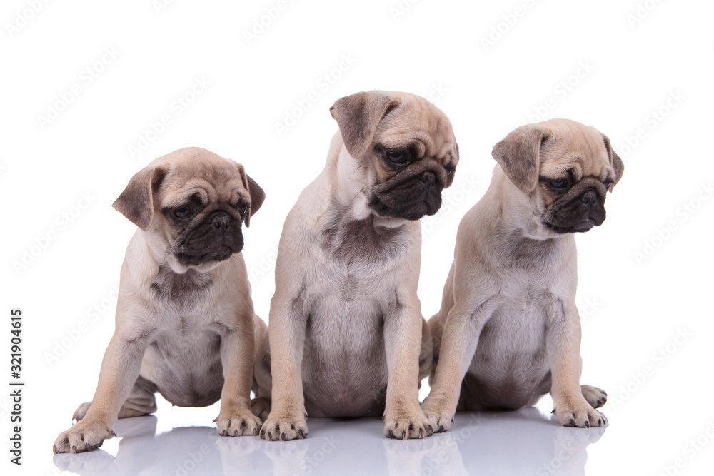 team of three pugs looking to side on white background