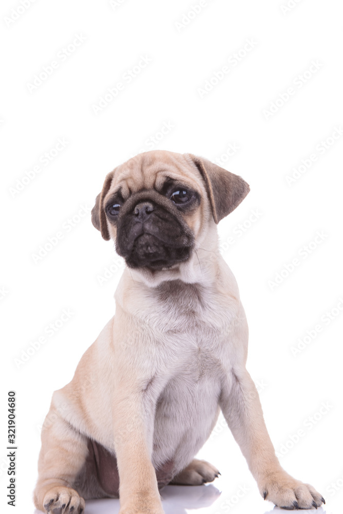 Obraz premium adorable pug sitting on white background