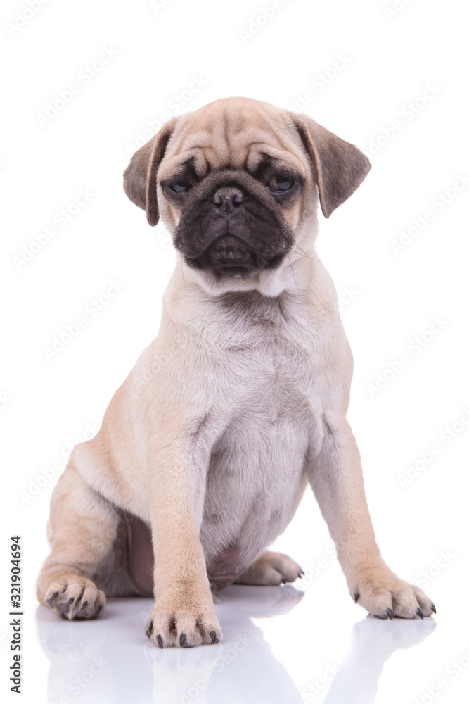 cute pug looking to side on white background