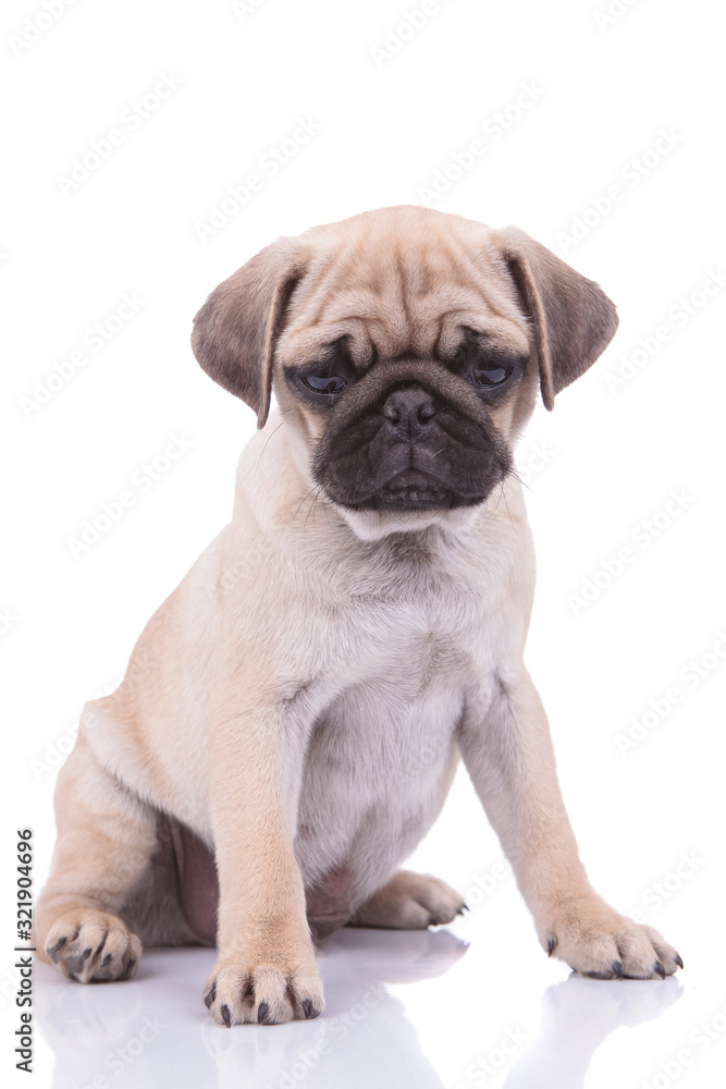 sad pug looking down on white background