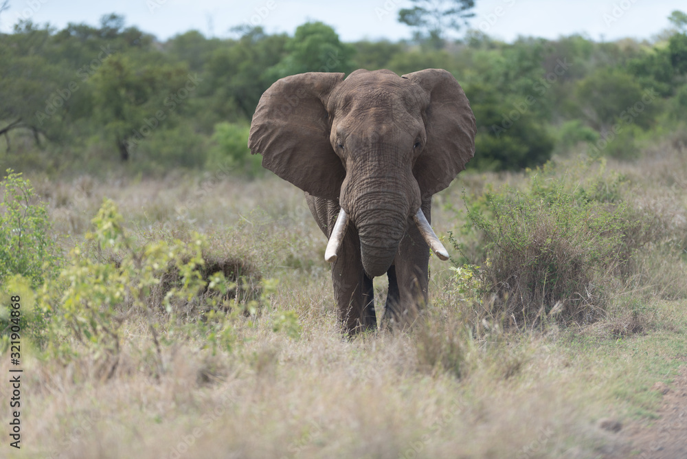 Fototapeta premium Elephant in the wilderness, African Elephant in the wilderness
