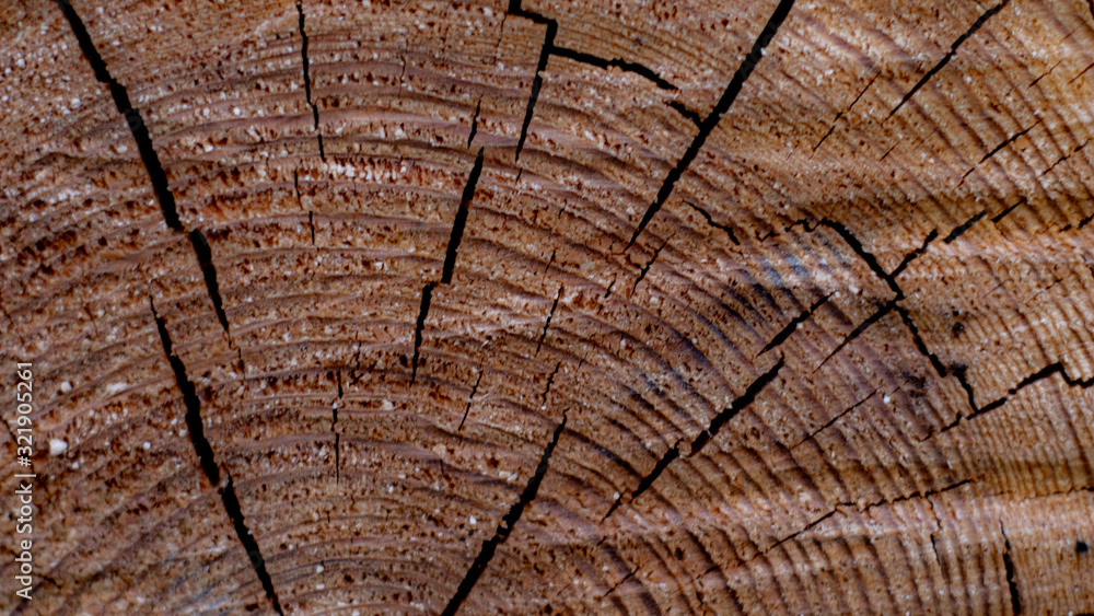 Fototapeta premium tree