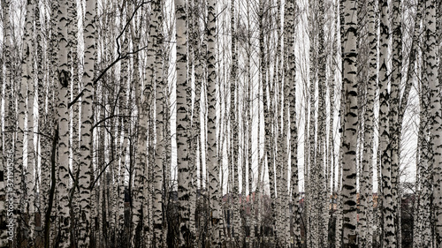 Dense birch grove with slender.