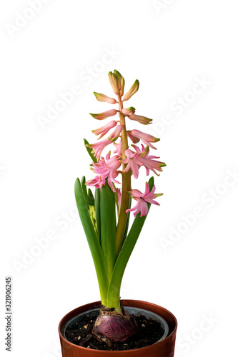 Fresh Pink Hyacinth Flower  Blooming First Spring Hyacinthus Flower