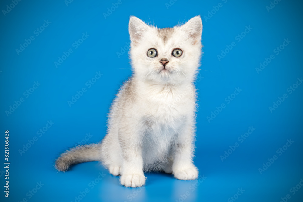 Scottish straight shorthair cat on colored backgrounds