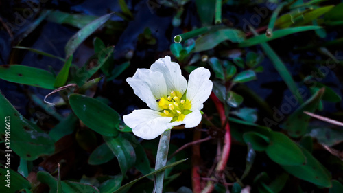 Beautiful white with yellow wildflower