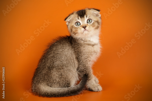 Scottish fold longhair cat on colored backgrounds photo