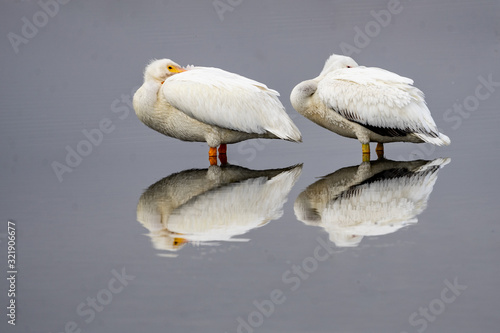 Photography sleepy pelicans