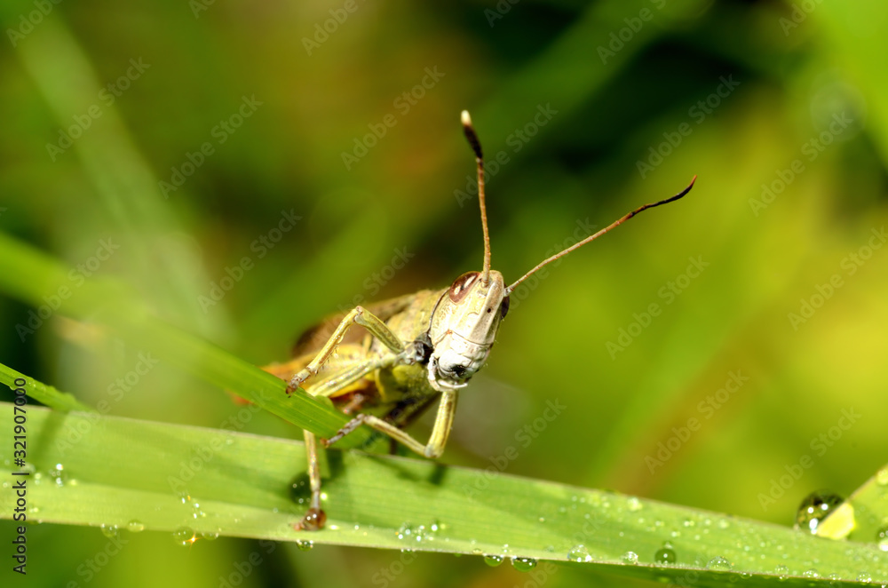 Grasshopper - locust sitting on blade of grass. Macro photography. Grasshopper - locust sitting on blade of grass. Macro photography.
