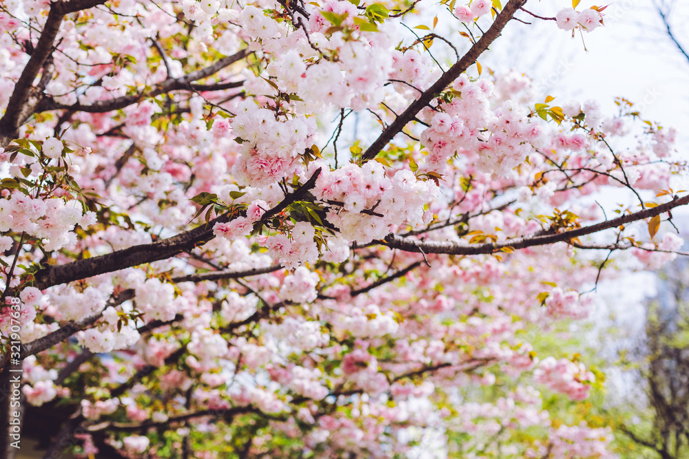 Fantastic sakura blossom in Asia. Soft pink double lush sakura flowers on the branches. Trees in bloom. Natural floral background. Trees strewn with cherry blossoms Fantastic sakura blossom in Asia. Soft pink double lush sakura flowers on the branches. Trees in bloom. Natural floral background. Trees strewn with cherry blossoms