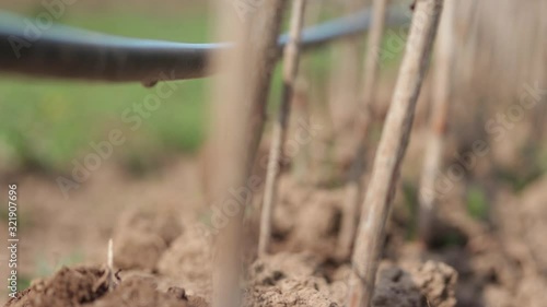 Wallpaper Mural Footage of the irrigation of raspberries used on an organic farm-a farm is saving water with the drop by drop system-the focus moves constantly Torontodigital.ca