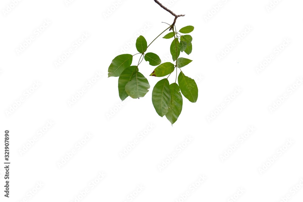 A twig of tropical plant leaves on white isolated background for green foliage backdrop and copy space A twig of tropical plant leaves on white isolated background for green foliage backdrop and copy space