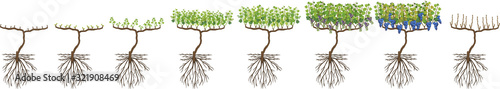 Annual growth cycle of grapevine isolated on white background. Grapevine development stages