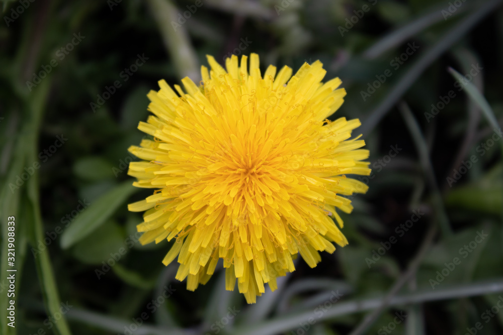 Close-up yellow dandelion with small parts. Close-up yellow dandelion with small parts.