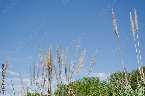 Shrubs, pampas grass, cortaderia selloana, and an intense blue sky with the moon