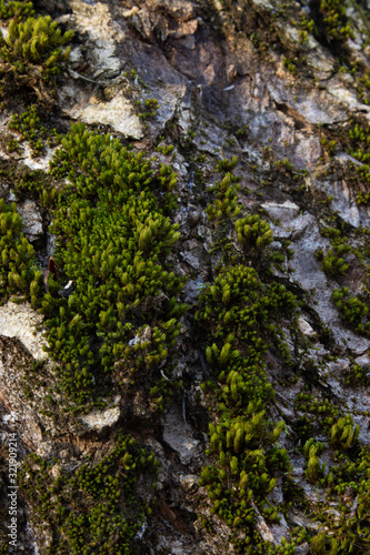 Close up old bark trunk with green moss.