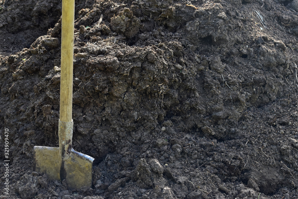 Fototapeta premium Titanium garden shovel stuck in a pile of manure