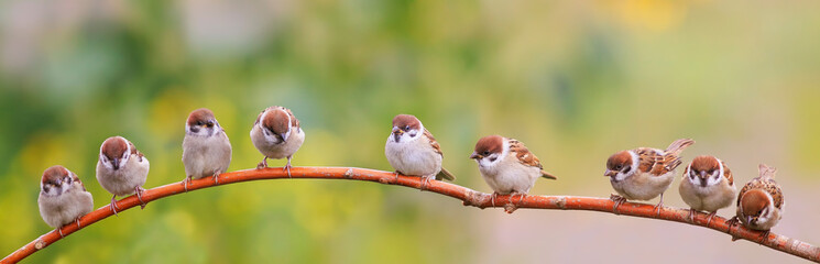 panoramic photo with a flock of funny birds and Chicks sparrows sit on a branch in a summer Sunny garden and chirp