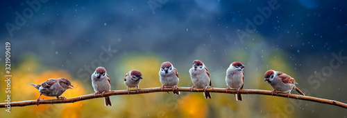natural panoramic photo with little funny birds and Chicks sitting on a branch in summer garden in the rain #321909619
