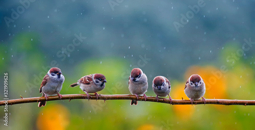 natural background with small funny birds sparrows sitting on a branch in a s...
