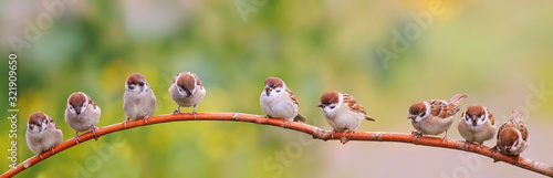 Fotografia panoramic photo with a flock of funny birds and Chicks sparrows sit on a branch