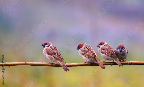 photo with lots of funny birds sparrows sitting on a branch in the summer gar...