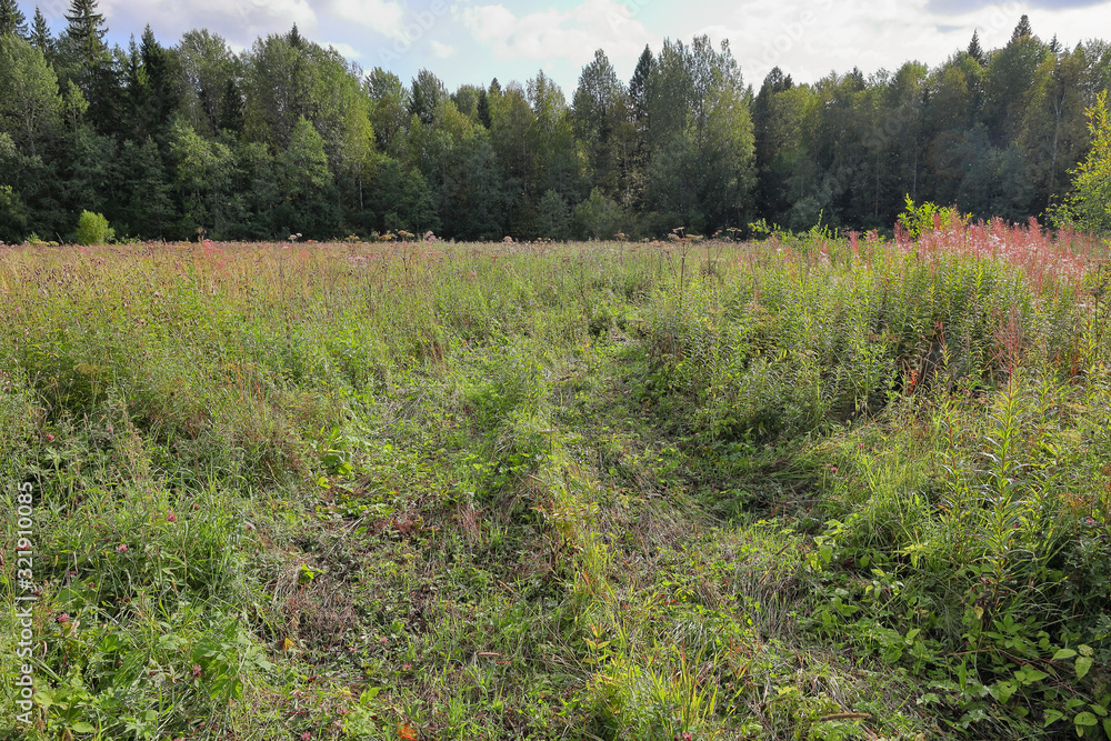 Road through a grassy field to the edge of the forest Road through a grassy field to the edge of the forest