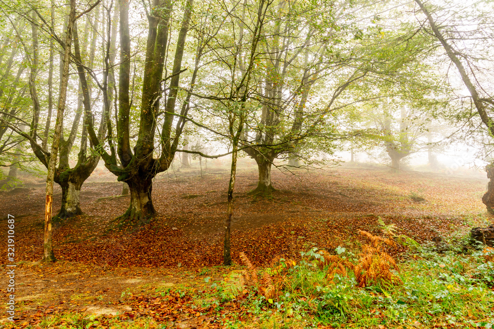 Fototapeta premium bosque halledo