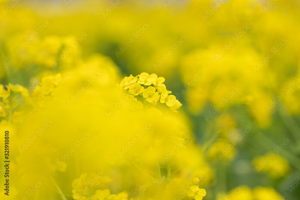 Fototapeta premium 鴨川市の菜の花畑 千葉県鴨川市 日本