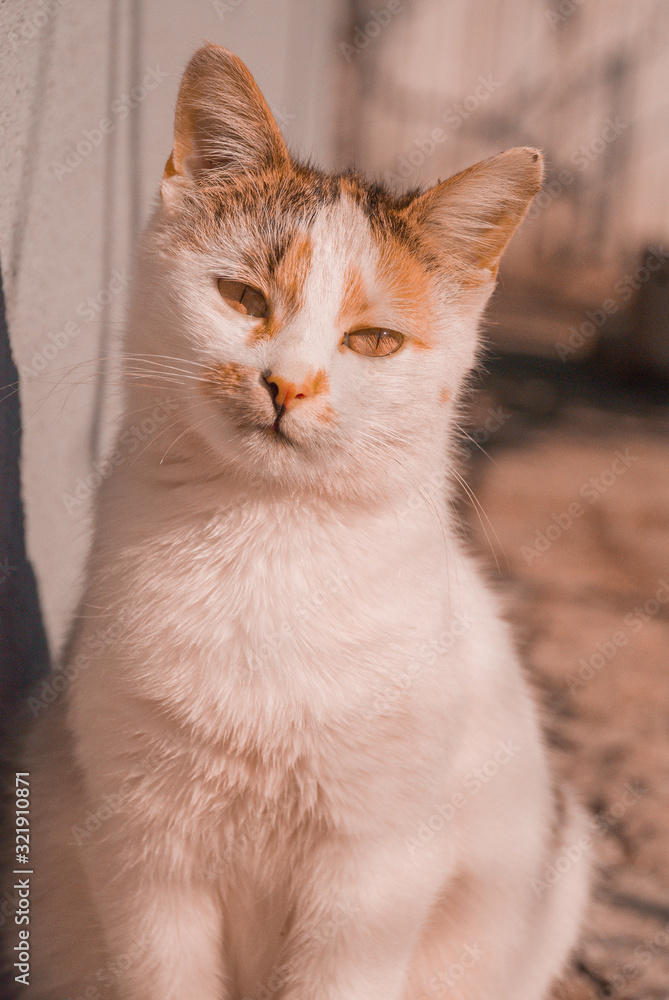 cat with orange eyes on an orange background cat with orange eyes on an orange background