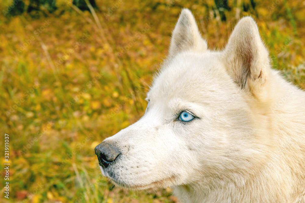 Obraz premium husky dog with white fluffy hair and beautiful blue eyes