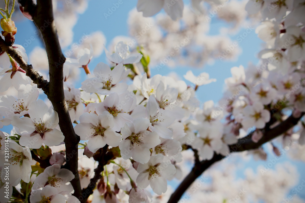 White japanese cherry blossoms on blue sky background White japanese cherry blossoms on blue sky background