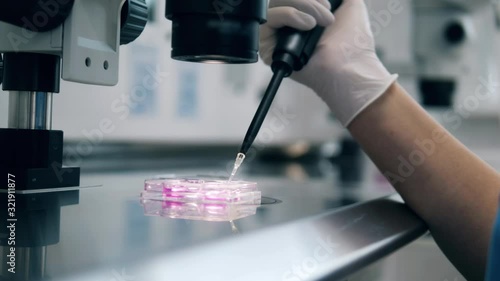 Doctor uses needle, working with fertilized eggs. In Vitro Fertilisation Through A Microscope.