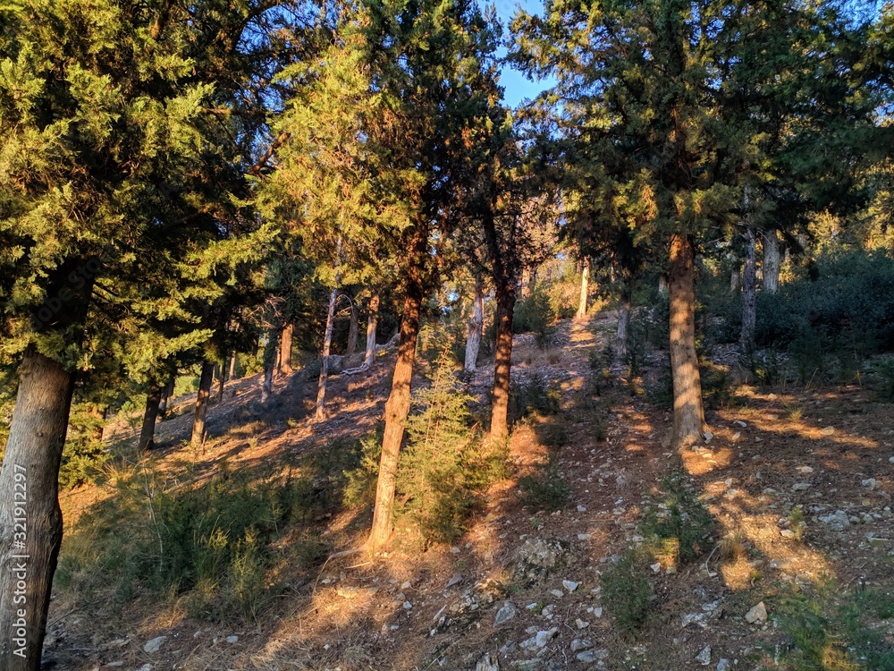 Naklejka premium road in autumn forest,trees,landscape