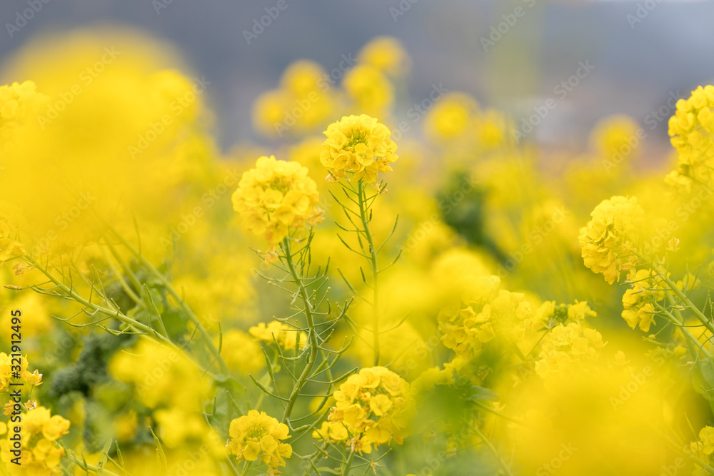 鴨川市の菜の花畑 千葉県鴨川市 日本 鴨川市の菜の花畑 千葉県鴨川市 日本