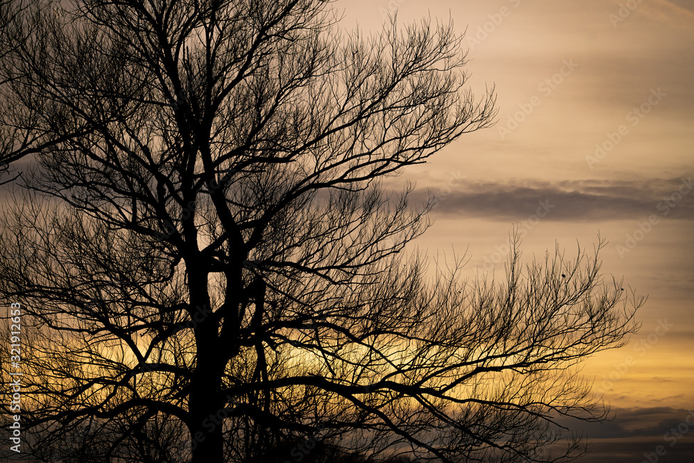 Silhouette of a tree at sunset. Travel destination Moscow Region, Russia Silhouette of a tree at sunset. Travel destination Moscow Region, Russia