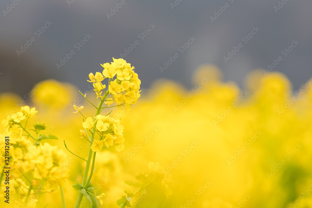 Fototapeta premium 鴨川市の菜の花畑 千葉県鴨川市 日本