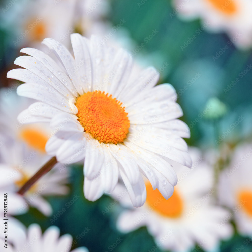 Fototapeta premium Macro Shot of white daisies in the summer garden.