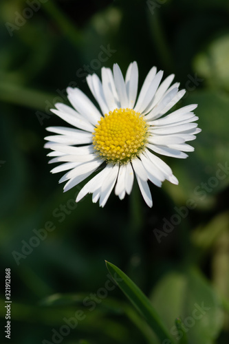 Macro photo of a beautiful wild daisy flower with white petals. Blooming chamomile grows in the meadow close up