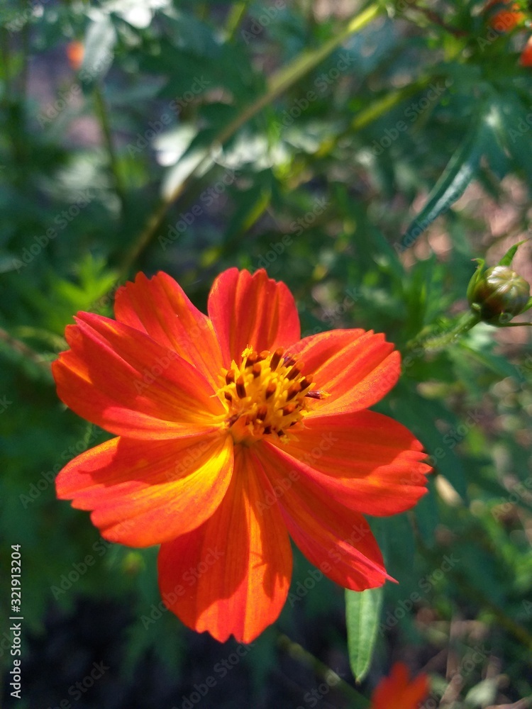 Cosmea flower orange in the garden, summer natural background Cosmea flower orange in the garden, summer natural background